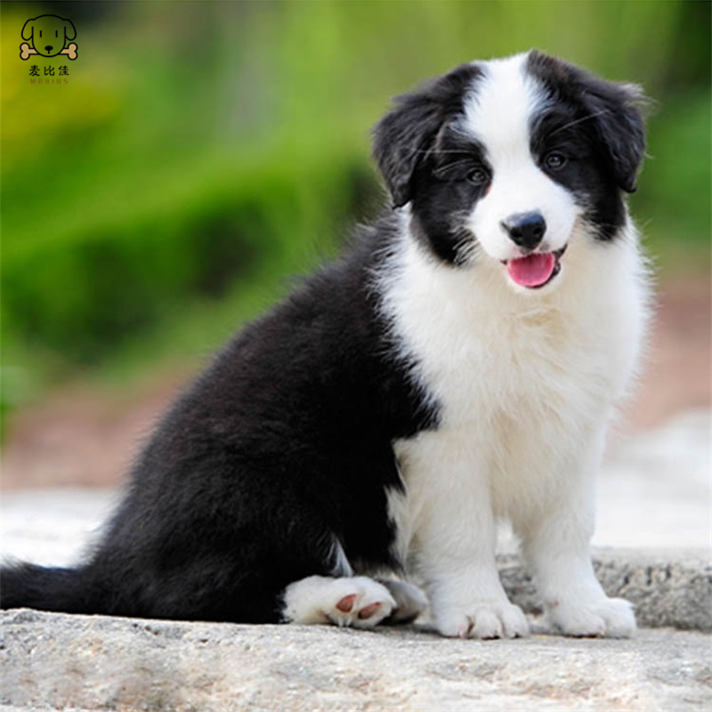 麦比佳 边境牧羊犬 幼犬边牧狗活体纯种血统级中大型边牧犬大骨架三通七白通脖通背牧羊犬高智商宠物狗视频挑选高清大图