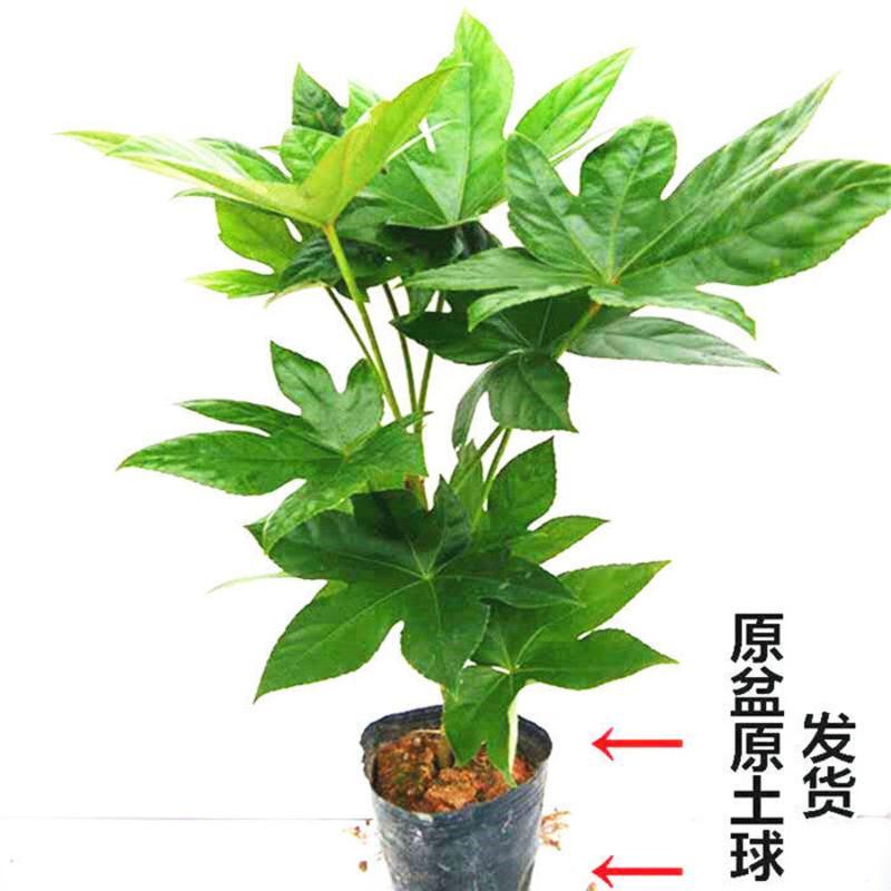 八角金盘盆栽绿植工程庭院四季常青室内外耐寒耐旱喜阴绿化植物连盆高