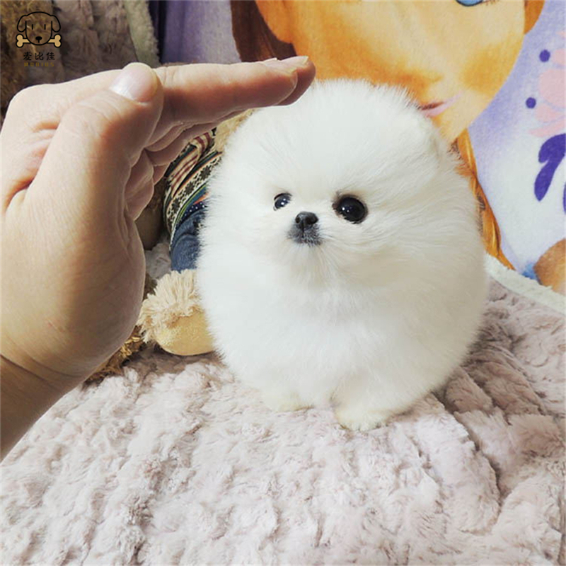 麦比佳狗狗活体 纯种博美犬幼犬活体宠物狗狗哈多利系球体博美狗 玩具型博美犬茶杯犬长不大博美日系俊介犬高清大图
