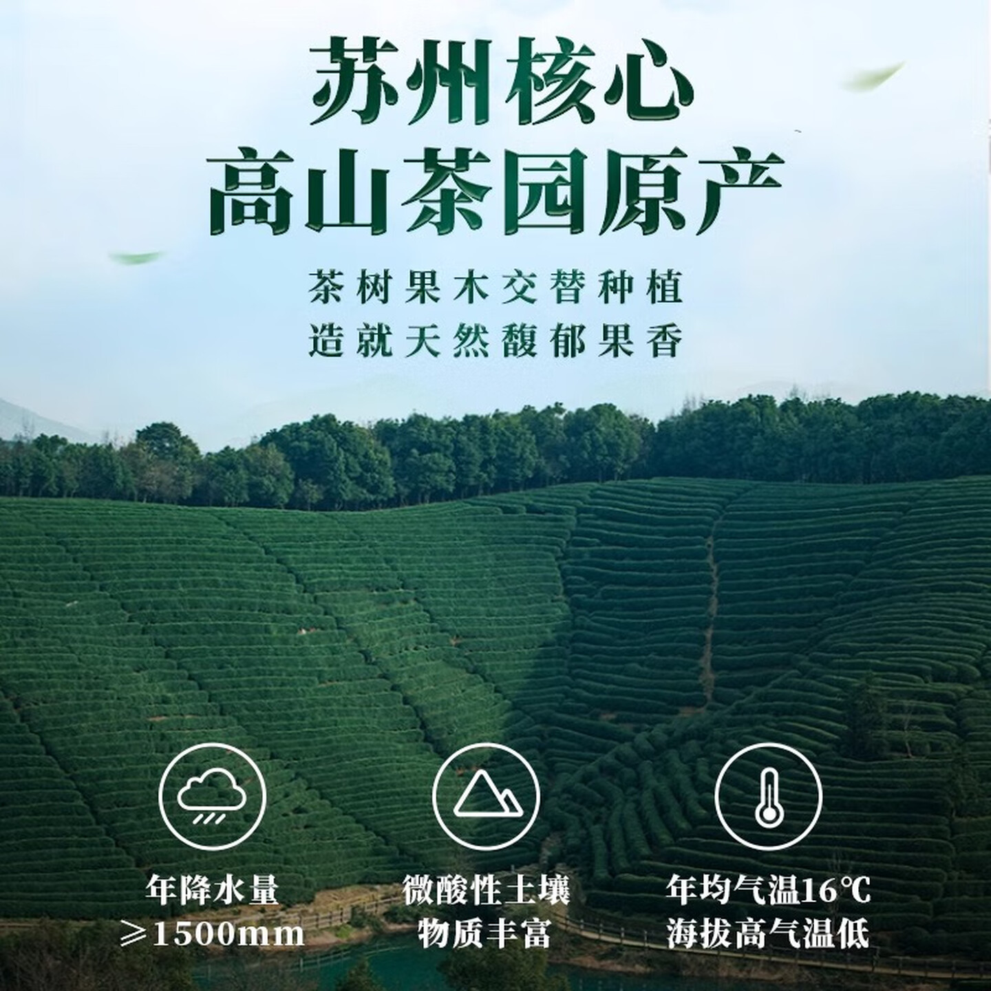 艺福堂春生赋花香螺韵碧螺春礼盒250g/盒EFU15+高清大图