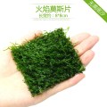 鱼缸造景套餐性水榕沉木真水草淡水无土植物增氧趴地矮珍珠 默认尺寸 小对叶种子