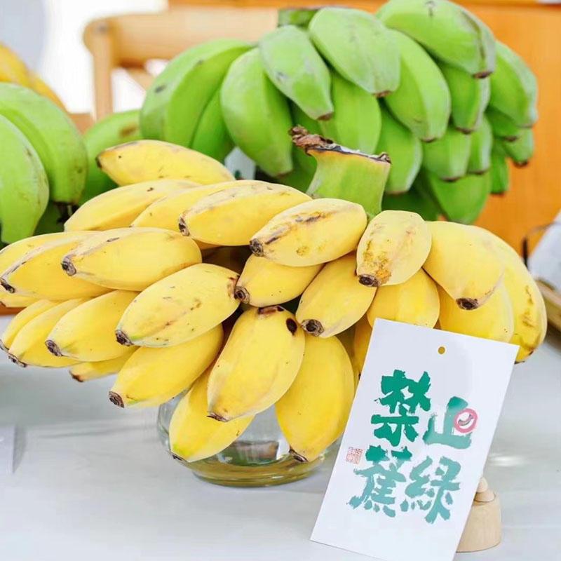 卡片随机[西沛生鲜]新鲜小米蕉 禁止蕉绿 4斤 2-3把 新鲜当季水果 香甜软糯 办公桌绿植