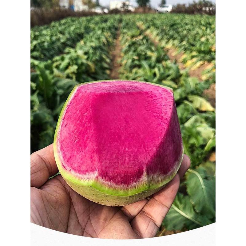 心里美萝卜(心里美萝卜的热量)