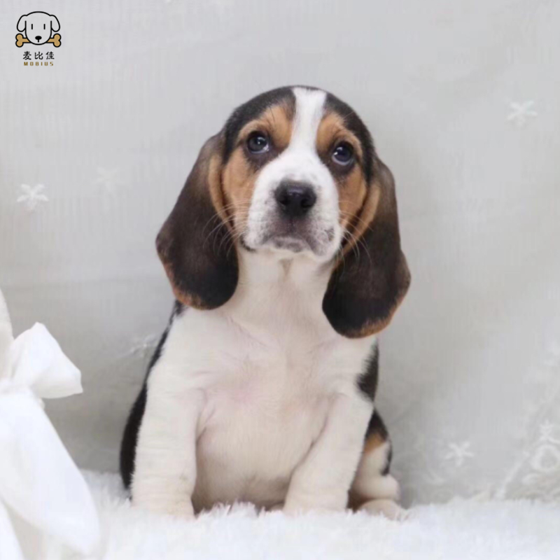麦比佳比格犬幼犬比格犬狗狗活体纯种血统家庭犬小体比格幼崽短毛米格鲁犬比格宠物狗健康保障视频挑选空运直达高清大图