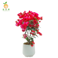 廷豪果 三角梅 50-60cm /根