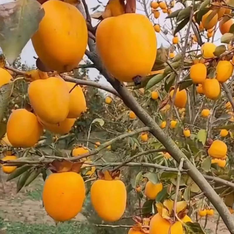 诚智旺 柿子树 直径5公分/棵高清大图