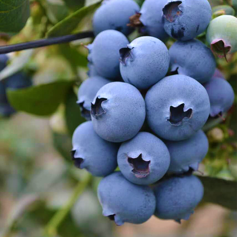 [苏鲜生]顺丰快递 秘鲁进口蓝莓王 个头饱满 2盒 125g/盒 口感甜蜜