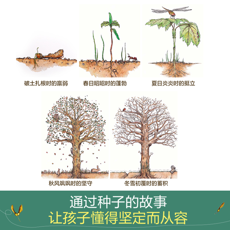 从一粒种子开始 点读版 [正版] 精装绘本 从一粒种子开始 可点读 直观呈现种子成为大树让孩子懂得坚定版画画风精美插图3高清大图