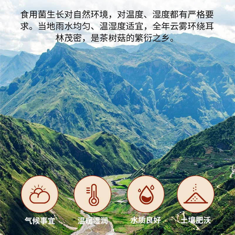 果菌鲜茶树菇炖汤料包干货食用菌菇 500g/袋