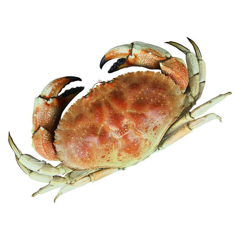 渔鼎鲜蟹类加拿大进口乔纳蟹500 600g 肉质细嫩饱满面包蟹黄道蟹深海蟹 价格图片品牌报价 苏宁易购渔鼎鲜官方旗舰店