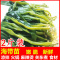 博多客 海带苗2斤 霞浦新鲜凉拌菜嫩海带芽海带薄嫩三秒火锅食材