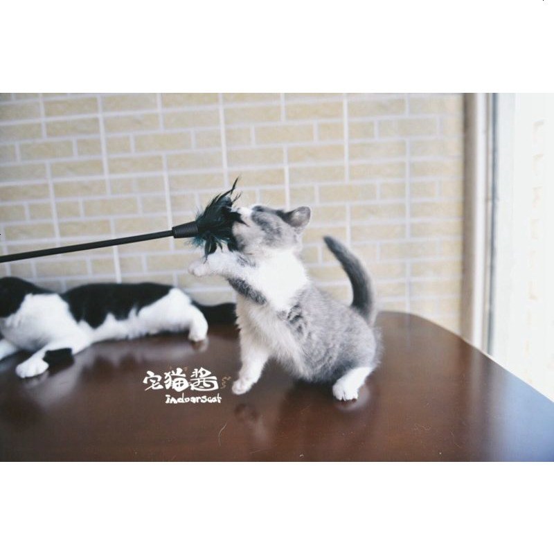 宅猫酱 猫咪玩具GiGwi加长逗猫棒羽毛猫咪大兴奋两根