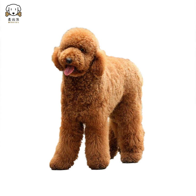 巨型贵宾犬幼犬 狗狗活体巨贵幼犬纯种血统巨大型泰迪贵宾宠物狗卷毛