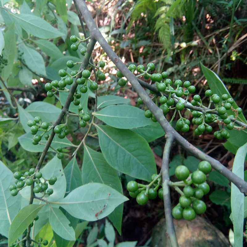 500g新鲜山胡椒木姜子新鲜野木江子山苍子
