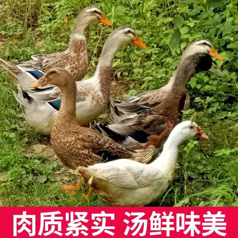 赛卡伊 鸭子 正宗农村散养鸭子新鲜现杀鸭肉白条鸭批发 新鲜嫩鸭[一只装]1.9斤左右高清大图