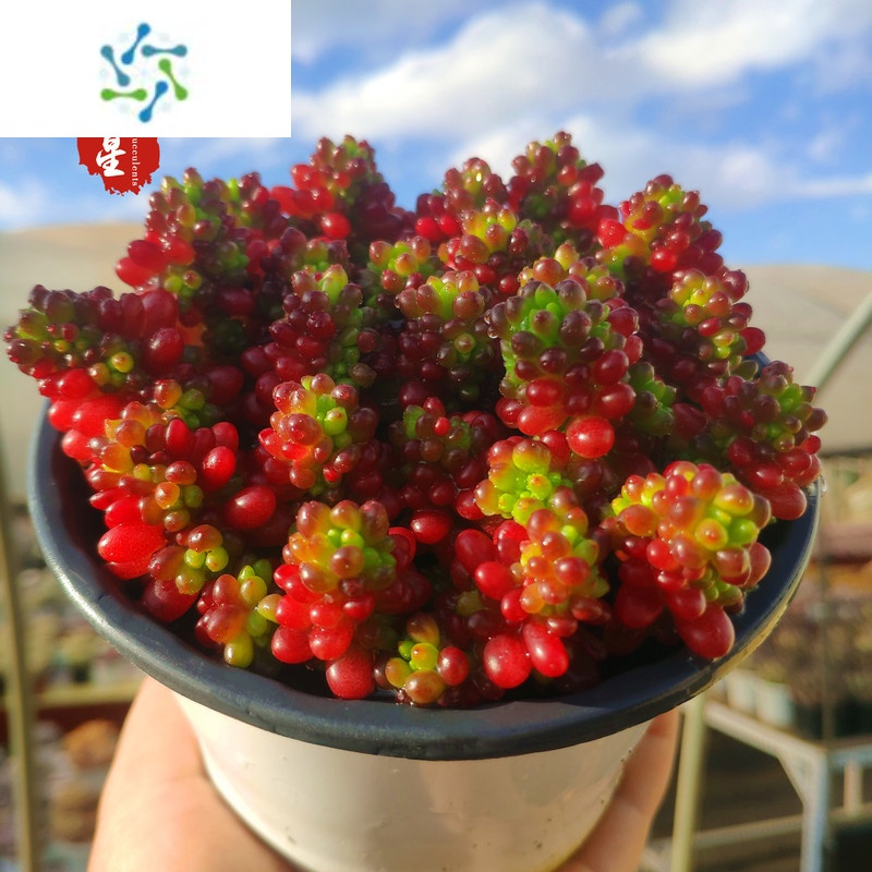 三维工匠红色浆果小红莓老桩四季好养易繁殖小贵货罕见粉色阳台盆栽