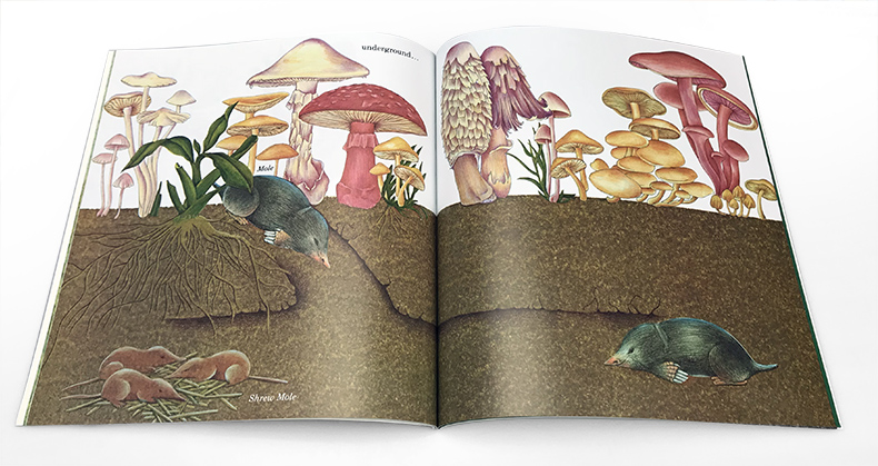 [正版]英文原版Explore Science Animals Born Alive and Well考拉熊 廖采杏书单高清大图