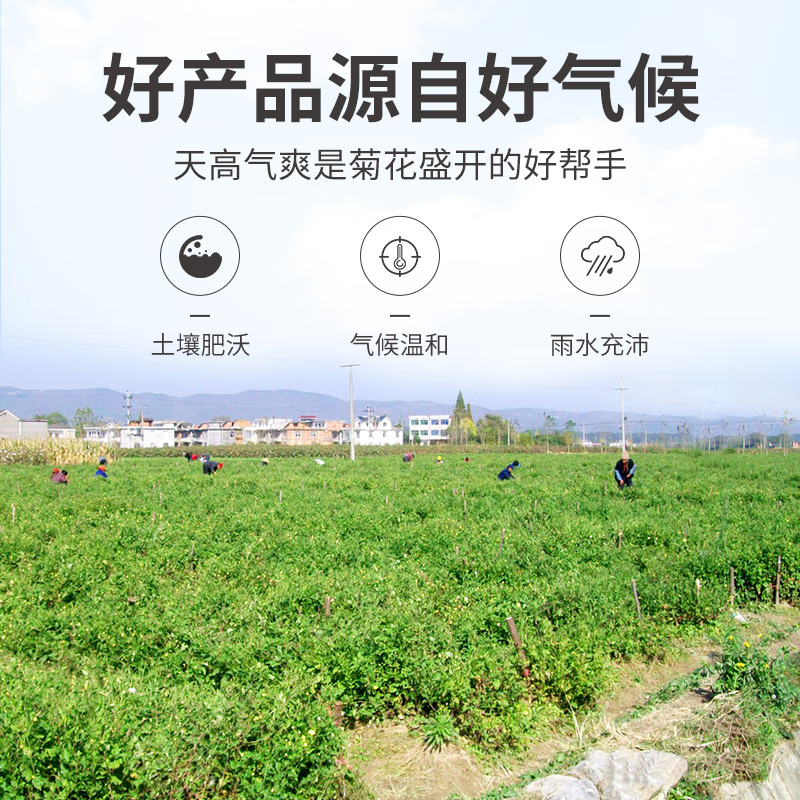 [方家铺子]胎菊60g/瓶装高清大图