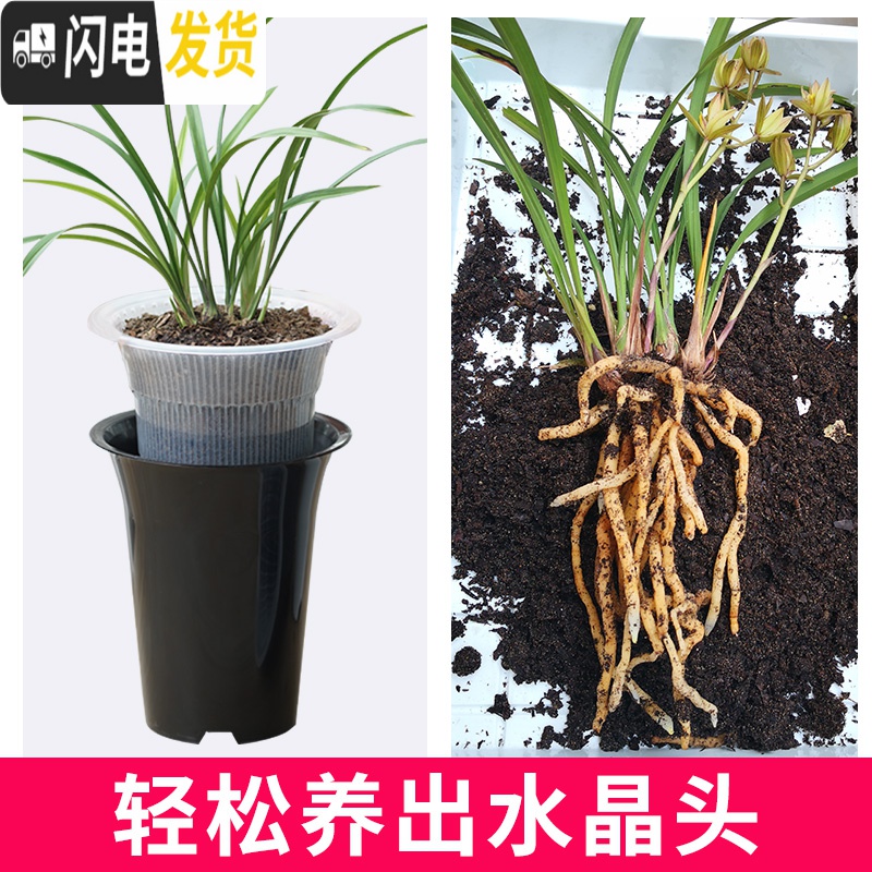 三维工匠透明兰花专用盆高透气双层控根塑料超紫砂陶瓷沥水罩兰花盆 口径13cm黑色兰花内盆[透气孔] 中等花盆容器高清大图