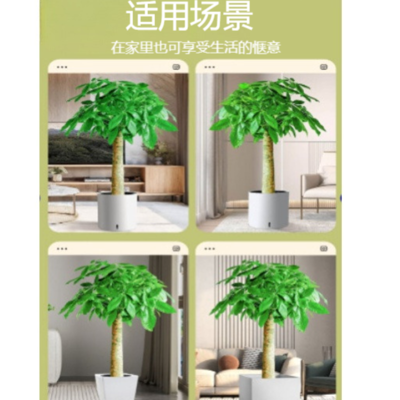 诚智旺 绿植摆件 发财树高1.0-1.2m/盆高清大图