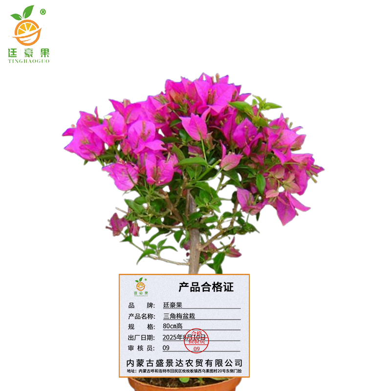 廷豪果 三角梅盆栽 80cm高 /棵高清大图