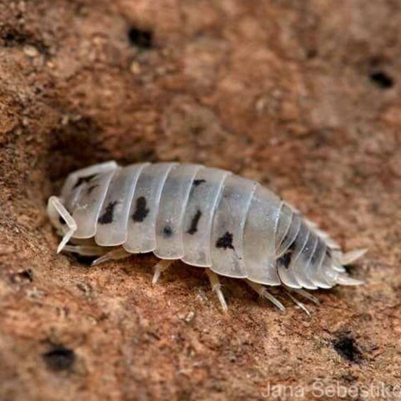 大幼(10只) cb爬宠 澳洲奶牛鼠妇/宠物昆虫/潮虫活体