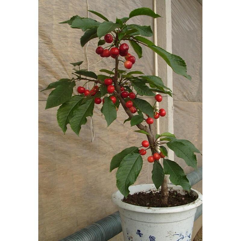 子暄果树苗5年樱桃树苗樱桃苗嫁接苗车厘子盆栽地栽南方北方种植五年