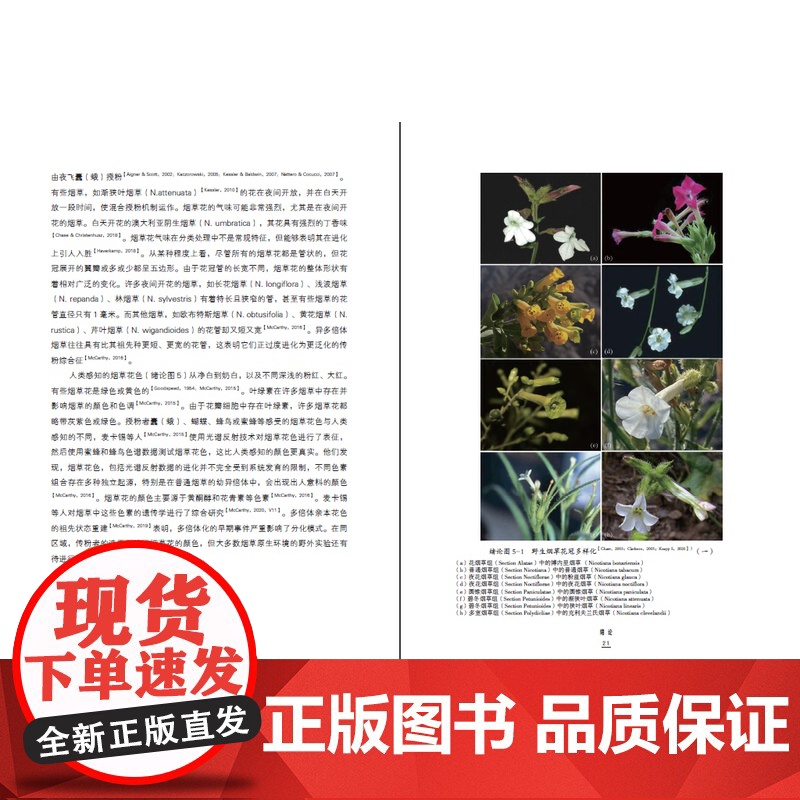 [店]世界野生烟草植物图典(1522—2022)自然科普、植物科普、植物图鉴、野生烟草、世界野生烟草、人文历史高清大图