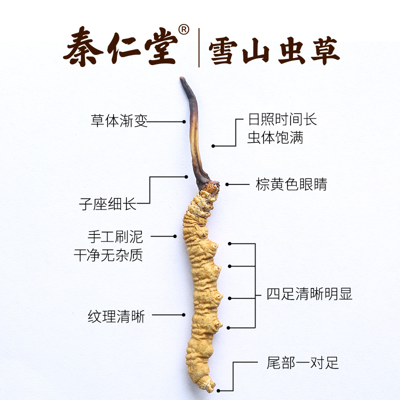 秦仁堂冬虫夏草2根/克10根 冬虫草正品干货 5克礼盒装