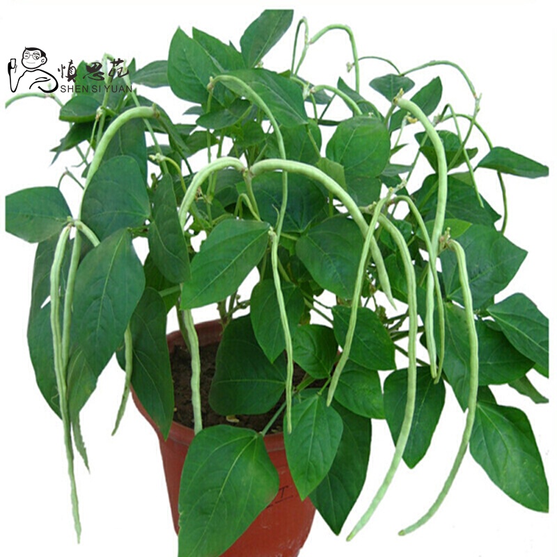 子暄无架豆豆角蔬菜种子菜籽阳台种菜盆栽高出芽率精装图片 高清实拍大图 苏宁易购