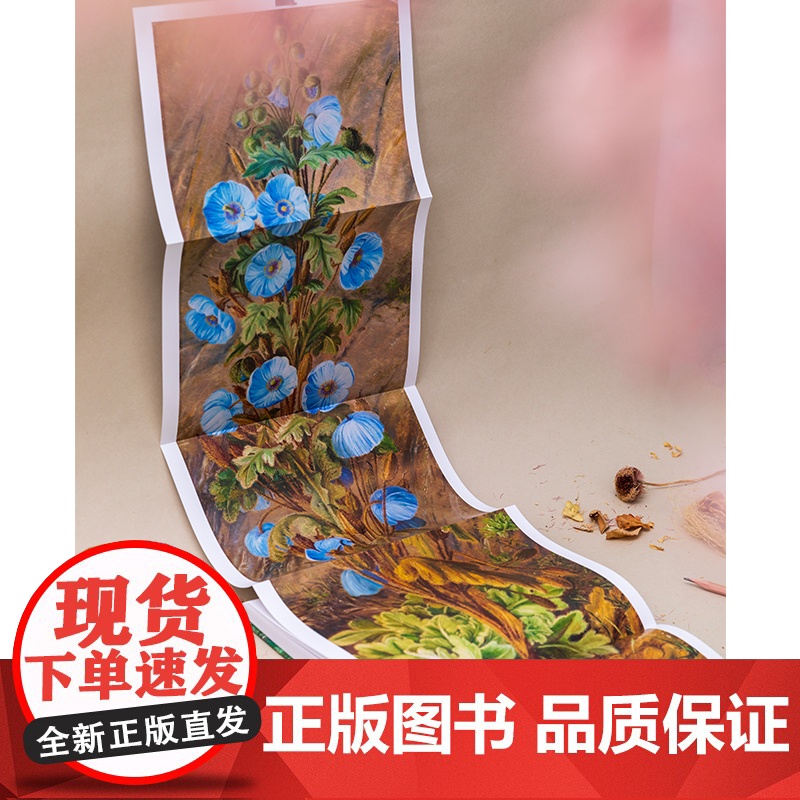 花朵与探险2:玛丽安娜·诺斯的旅行回忆 中国国家地理植物画册书高清大图