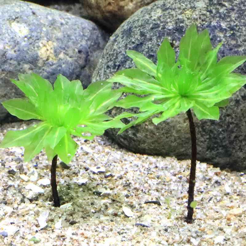 悦芳华大叶莲花水耐低温苔藓一叶莲鱼缸水族箱生态瓶雨淋缸造景视频