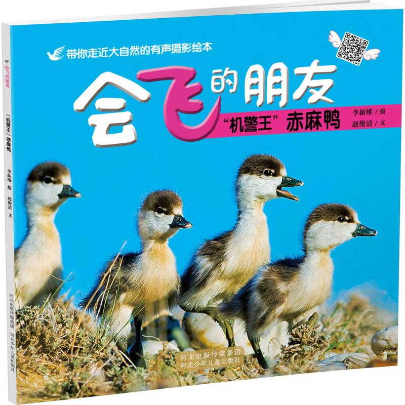 音像"机警王"赤麻鸭李维新 摄;赵俊清 文