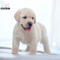 【点点宠物】宠物狗狗纯种拉布拉多犬幼犬 血统级拉布拉多短毛家养健康宠物狗 高智商导盲犬 黄色奶白色黑色可视频挑选