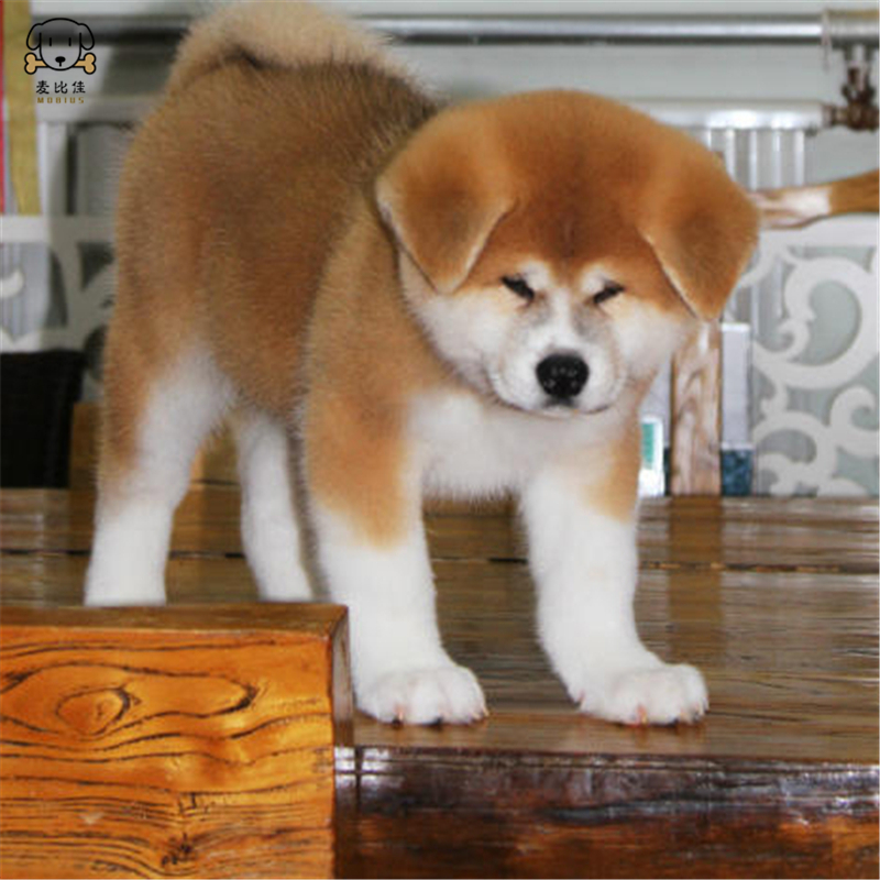 麦比佳秋田犬 纯种秋田犬幼犬中大型秋田犬狗狗活体血统级精品日系秋田日本赛级秋田家庭犬公母视频挑选包健康秋田柴犬高清大图