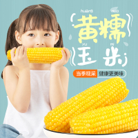 燕之坊 新鲜黄糯东北玉米棒2.2公斤子10只 真空玉米黏玉米代餐主食五谷杂粮健康轻食