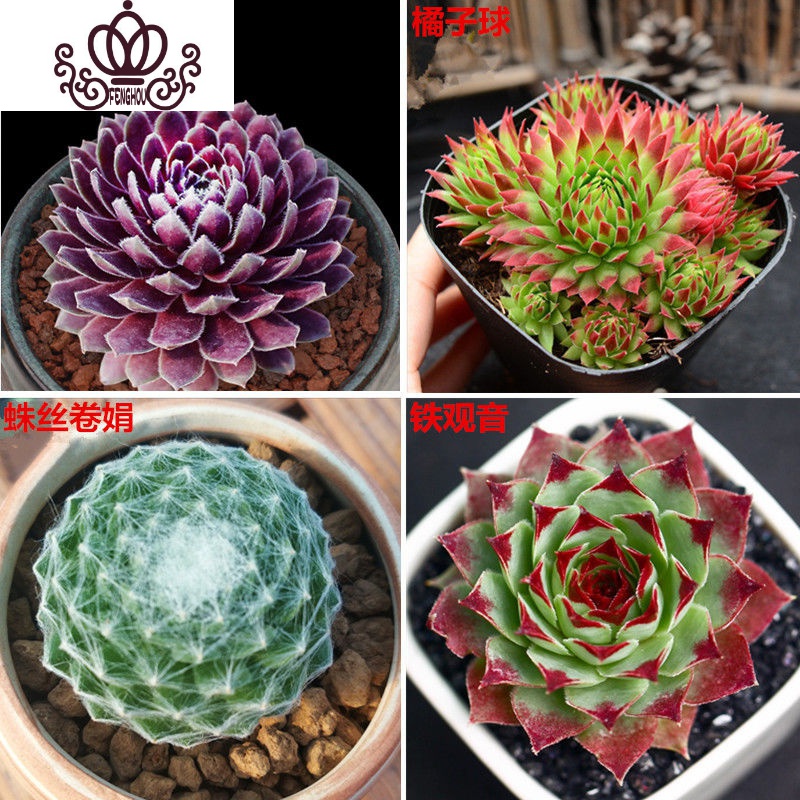 封后贵货多肉植物含盆含土组合盆栽套装肉肉植物室内花卉绿植大型 4种长生草 栽好 不含盆参数配置 规格 性能 功能 苏宁易购