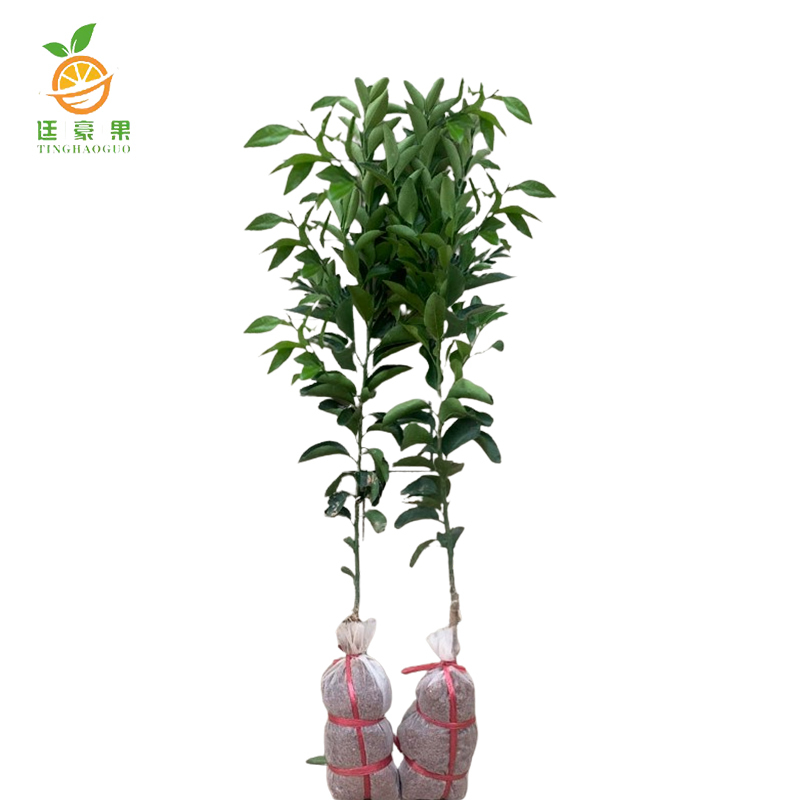 廷豪果 果树树苗 可选品种 高度1m-1.2m /棵