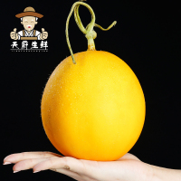 [一贤生鲜]陕西黄河蜜瓜 红肉蜜瓜 净重4.5-5斤装 3-4个装 香甜可口 新鲜水果应季 西沛国产特产