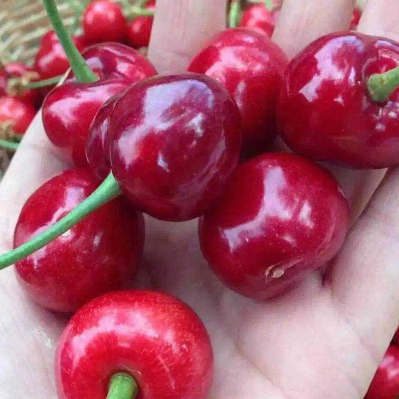 山东烟台美早大樱桃5斤装