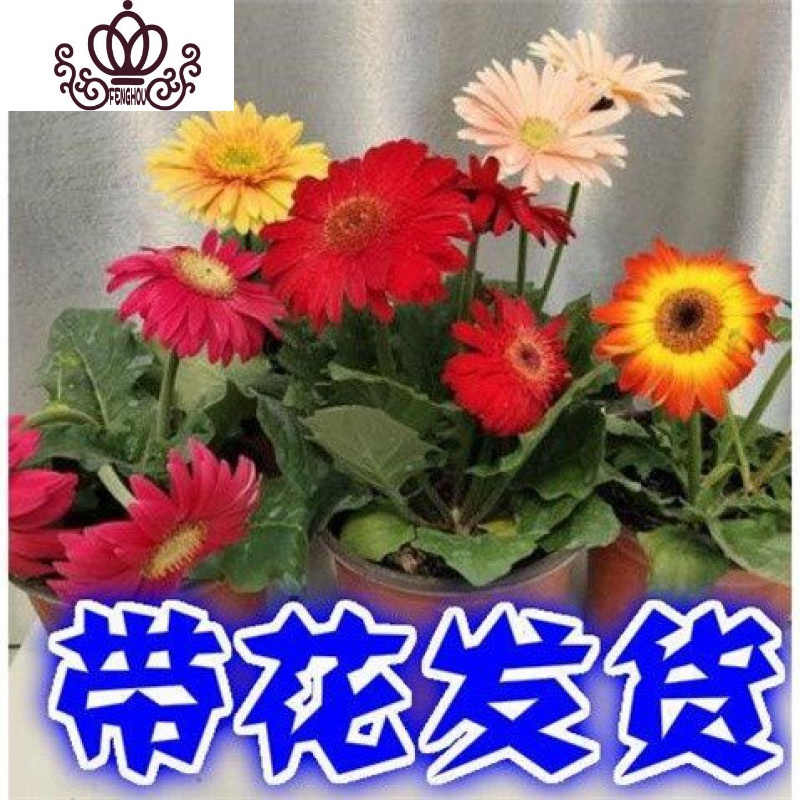 封后扶郎花苗非洲菊盆栽花卉重瓣大花多年生鲜花阳台室内带花发货非洲菊颜随机一盆不含盆图片 高清实拍大图 苏宁易购