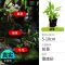 鱼缸造景莫斯沉木水榕无土植物懒人增氧真水草趴地矮珍珠陀草