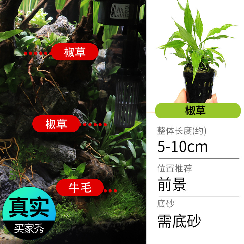 鱼缸造景莫斯沉木水榕无土植物懒人增氧真水草趴地矮珍珠陀草