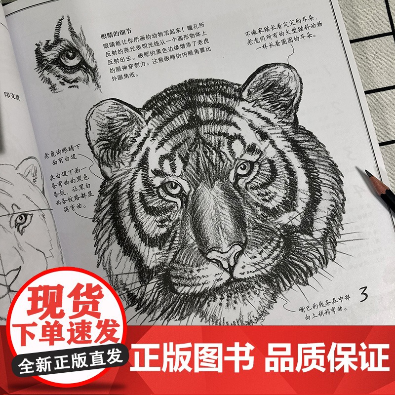 动物素描版 动物素描速写手绘绘画步骤示范技法教学动物素描素材临摹 描初学基础入门怎么样画动物素描教程教材西方经典技法高清大图