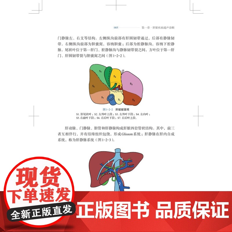 消化系统疾病超声入门 医生文字简练大量影像图手绘图直观易懂超声专业研究生规培学员教程临床医师参考书 上海科学技术出版社高清大图