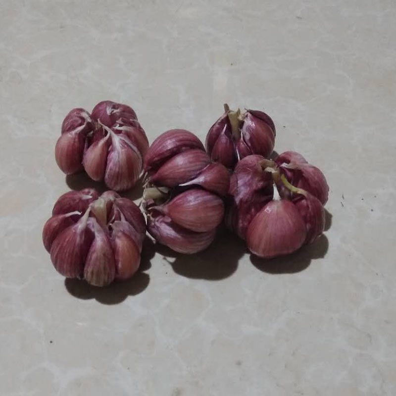 博多客叶菜类报价_参数_图片_视频_怎么样_问答-苏宁易购