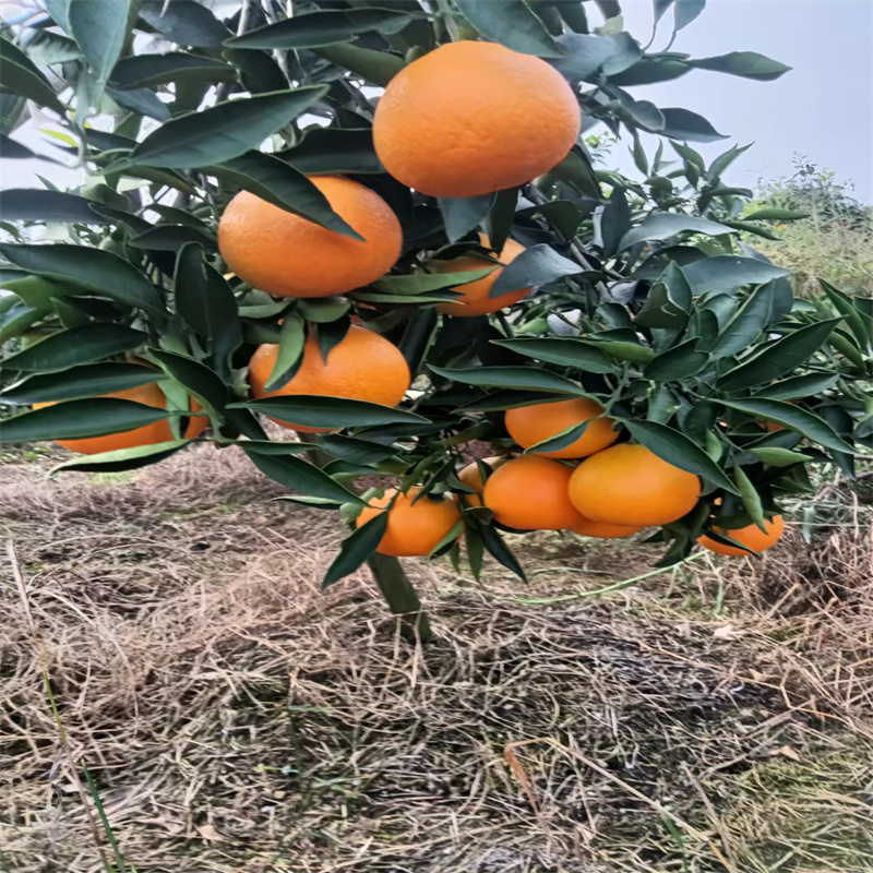 湖北三峡爱媛果冻橙新鲜当季富含维C孕妇水果可手剥新鲜水果3斤/5斤/9斤装/12枚礼盒装高清大图