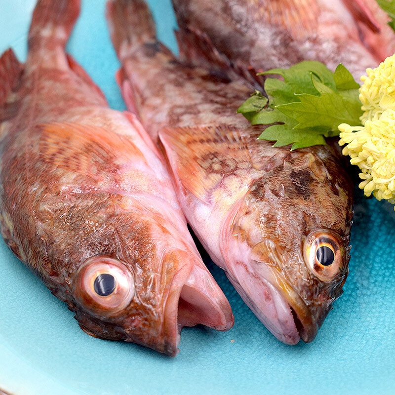 1416条钙鱼小红斑石狗公奶虎鱼虎头鱼去肚去腮洗净新鲜海鲜水产500克