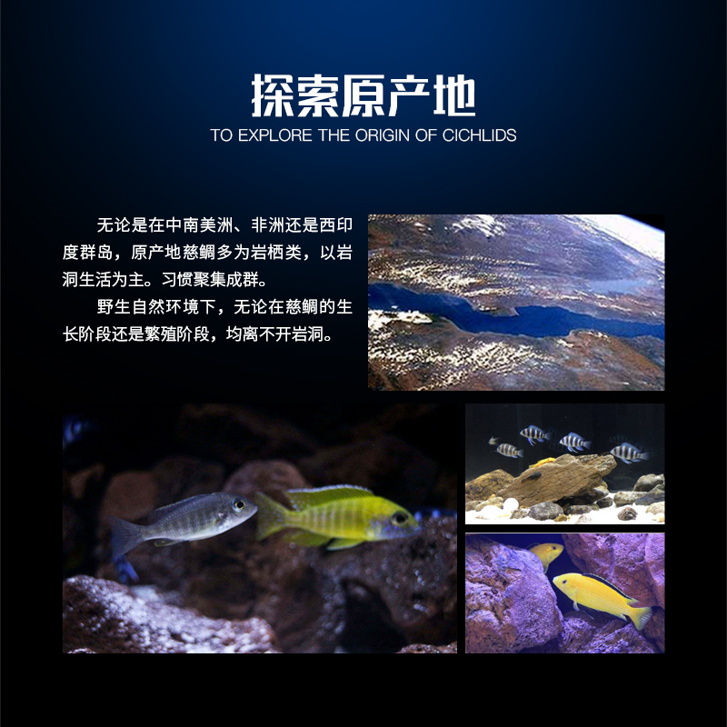 慈鲷石 慈鲷罐 多功能鱼缸石头 饰造景过滤净水慈鲷躲避石繁殖石高清大图