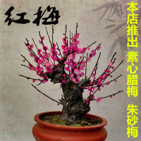 梅花盆景树桩盆栽腊梅苗梅花树苗红梅绿梅花卉绿植梅兰竹菊